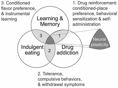 Palatable Hyper-Caloric Foods Impact on Neuronal Plasticity